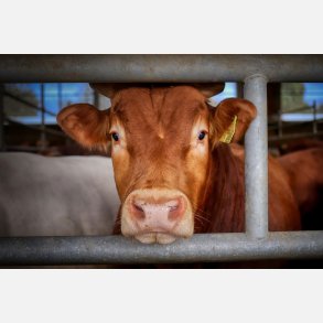 Mlinger i landbruget.          Indhent tilbud